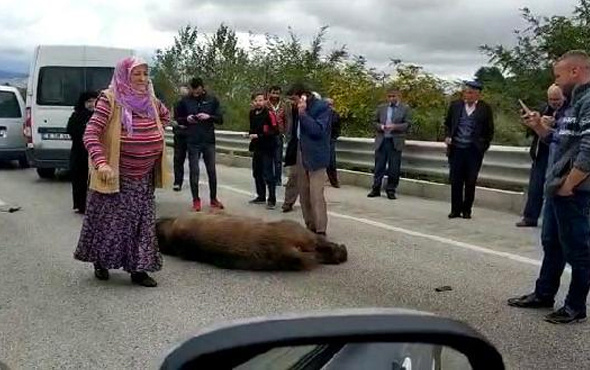 Kazada ölen ayıya beddua etti