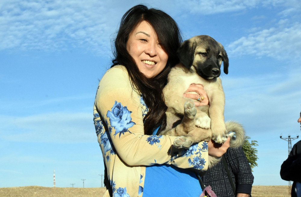 Turistlerden Kangal köpeklerine büyük ilgi