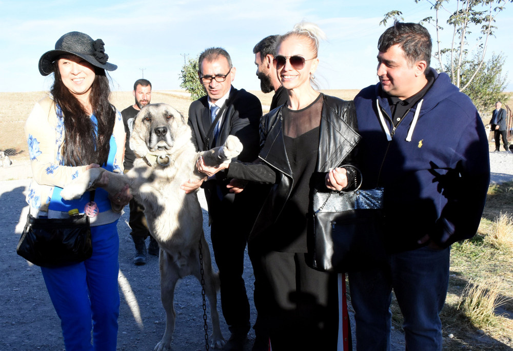 Turistlerden Kangal köpeklerine büyük ilgi