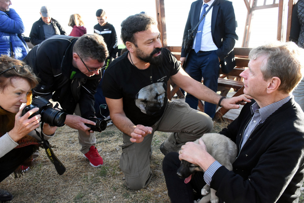 Turistlerden Kangal köpeklerine büyük ilgi