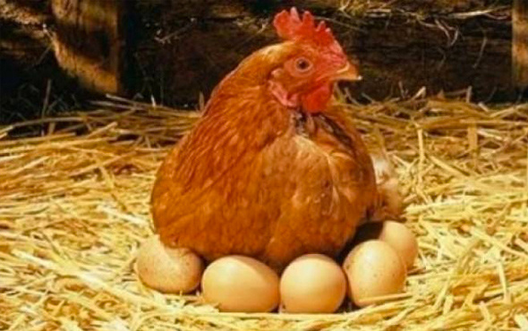 Yumurtaların üzerindeki kodlara dikkat!
