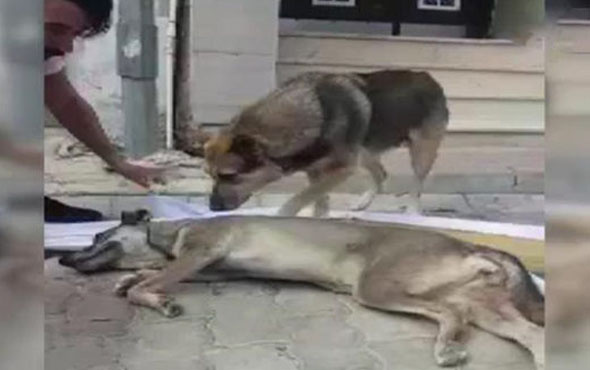 Anne köpeğin yavrusu için verdiği çaba kamerada