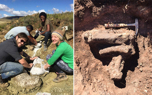 Güney Afrika'da yeni dinozor türü keşfedildi