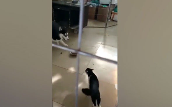 Kediye bir türlü atar yapamayan köpek