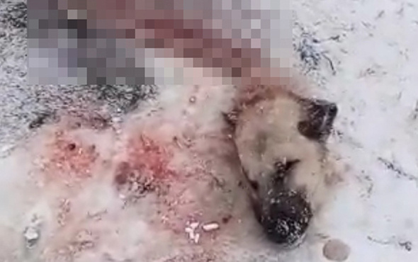 Sivas'ta köye inen kurtlar Kangal köpeğini yedi geriye başı kaldı
