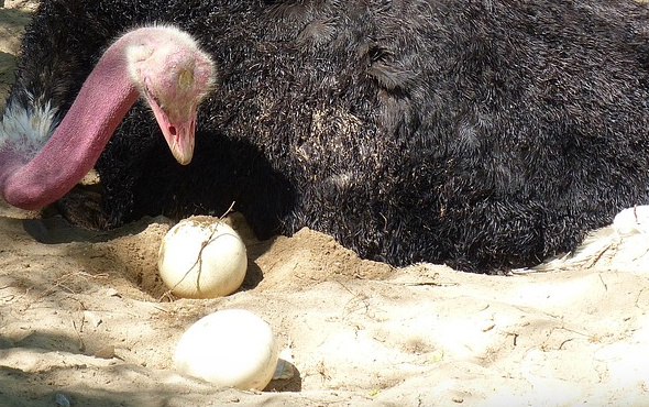İşte deve kuşu yumurtasının inanılmaz faydaları ve cep yakan fiyatı
