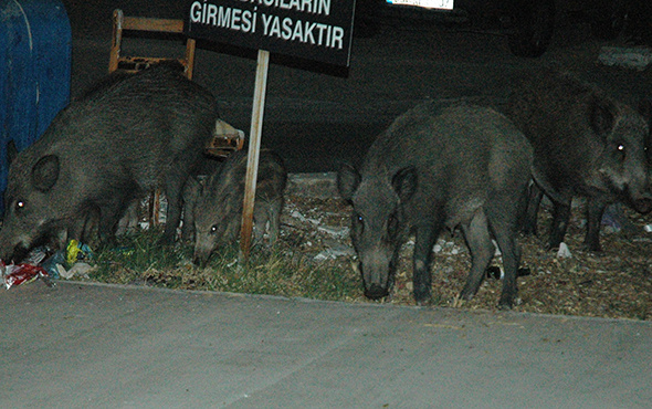 Bodrum'da odun toplayan gence domuz saldırdı!