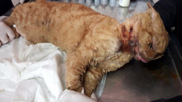 Antalya'da kediye insanlık dışı muamele! Naylon yakıp damlattılar