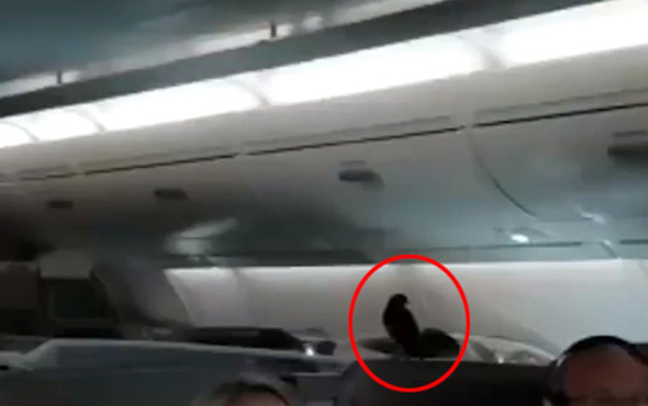 Uçağa gizlice giren karga Business Class'ta Londra'ya uçtu
