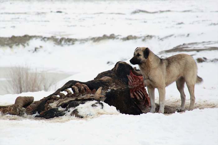 Köpekler yavrularını beslemek için leş yiyor! Konya'daki çöplükte çekildi