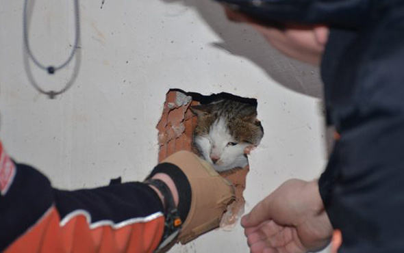 4 gündür asansör boşluğunda mahsur kalan kediyi AFAD kurtardı