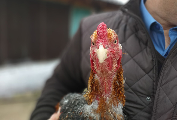 Bu tavuk başka tavuk Bursa’da üretildi boyu 1 metreyi aştı