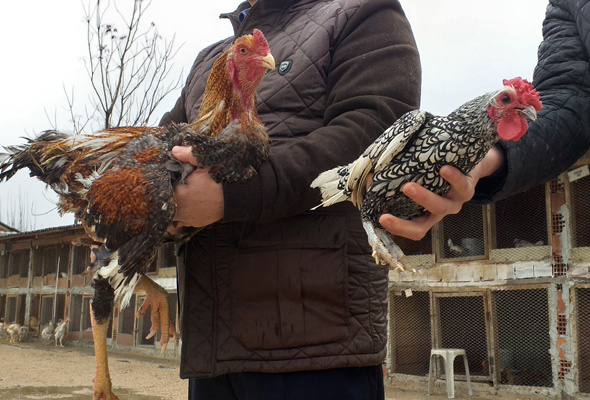 Bu tavuk başka tavuk Bursa’da üretildi boyu 1 metreyi aştı