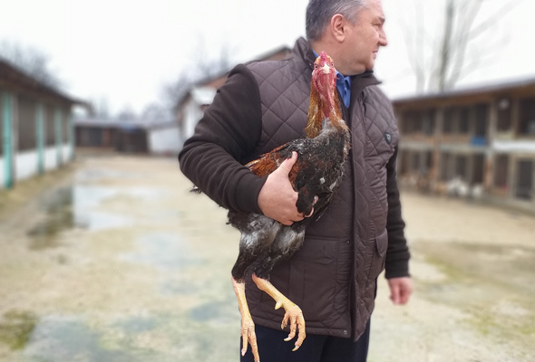 Bu tavuk başka tavuk Bursa’da üretildi boyu 1 metreyi aştı