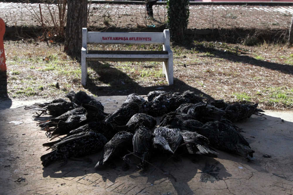 Sığırcık kuşlarının esrarengiz ölümü! Hastane bahçesi onlarla doldu