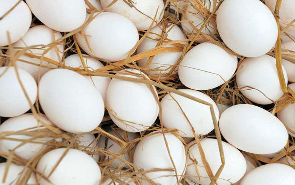 İşte bir yumurtanın organik olup olmadığını anlama yöntemleri