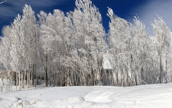 -40 derecede elbiseler dondu ağaçlar buz tuttu