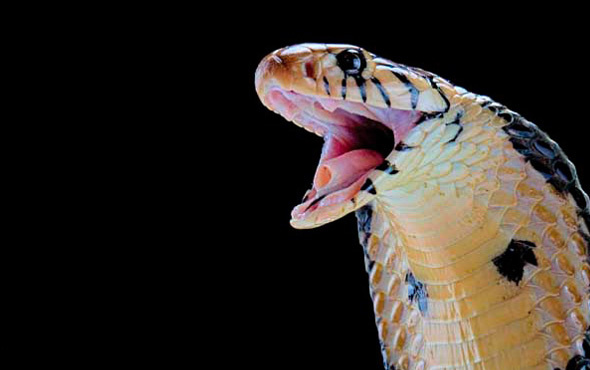  Yılan midesi içinde yaşayan yeni bir tür yılan keşfedildi