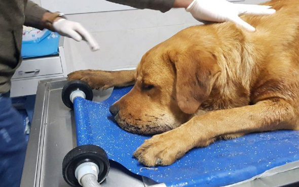 Silivri’de sokak köpeği tüfekle vuruldu