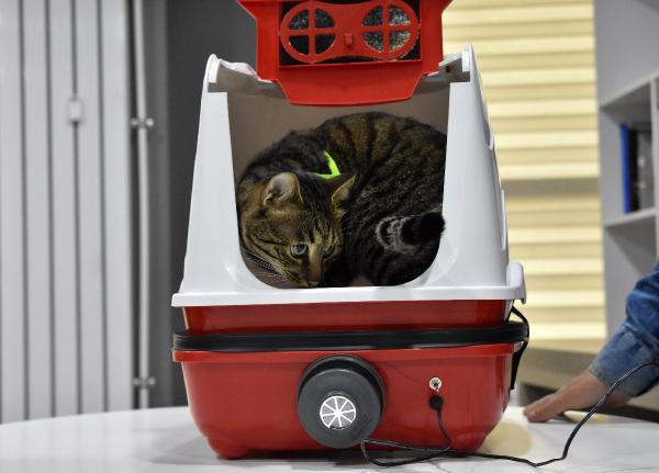 Kedi besleyenleri sevindiren haber kedilere özel filtreli tuvalet