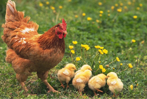 Tavuklar artık ilaç yumurtlayacak! İnsan geni yumurtaya ekledi