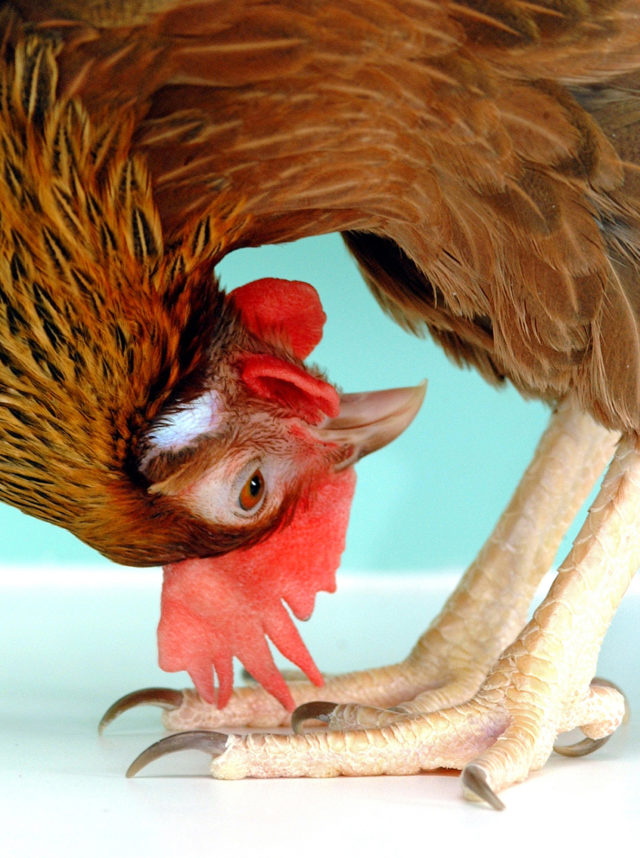Tavuklar artık ilaç yumurtlayacak! İnsan geni yumurtaya ekledi