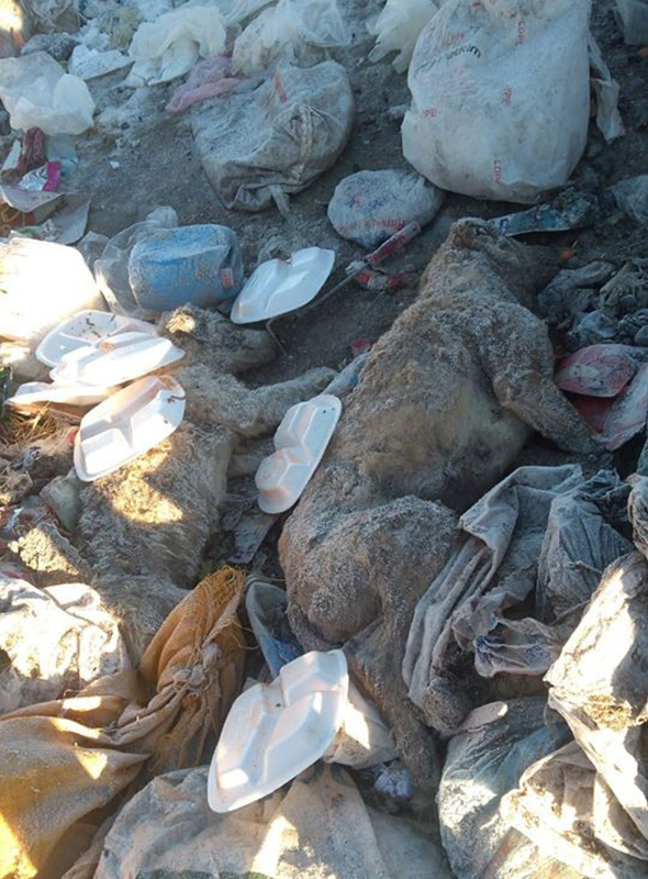 Isparta'da katliam: 30’dan fazla ölü köpek bulundu!