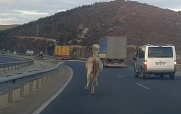 Trafikte dörtnala koşan at görenleri hayrete düşürdü