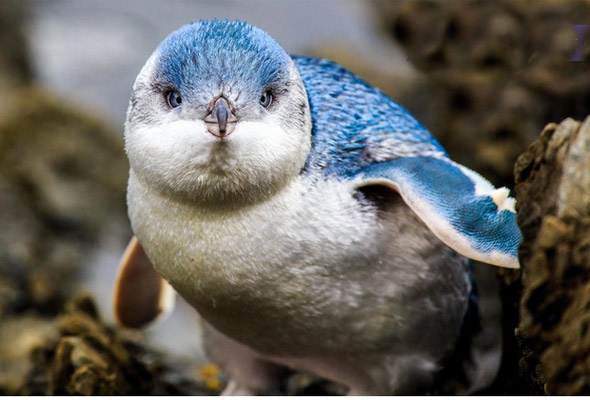 Caniler koruma altındaki mavi penguenlere dadandı