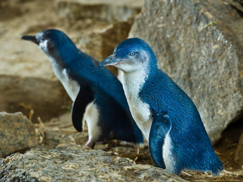 Caniler koruma altındaki mavi penguenlere dadandı