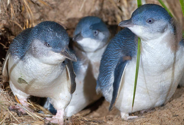 Caniler koruma altındaki mavi penguenlere dadandı