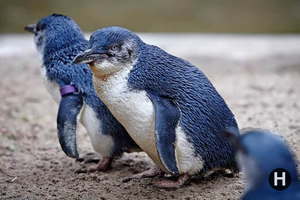 Caniler koruma altındaki mavi penguenlere dadandı