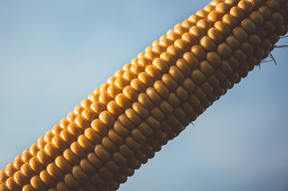 6.000 çalışma incelendi: GDO'lu mısır güvenli