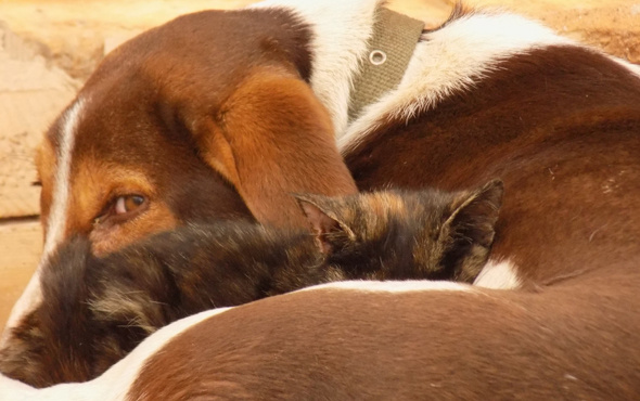 Kedi ile köpeğin dostluğu