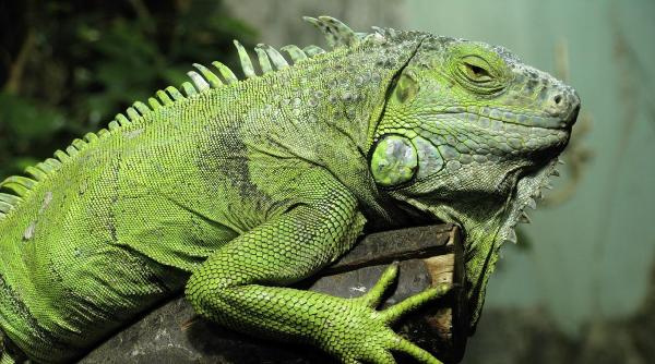 İnternet üzerinden satılık iguana! Böyle bir şey daha önce görülmedi