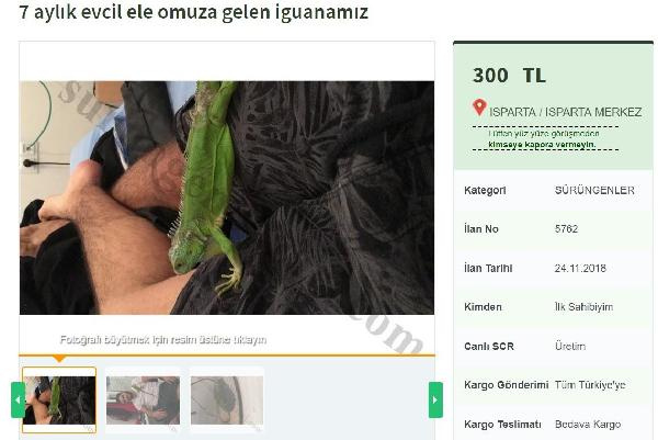 İnternet üzerinden satılık iguana! Böyle bir şey daha önce görülmedi