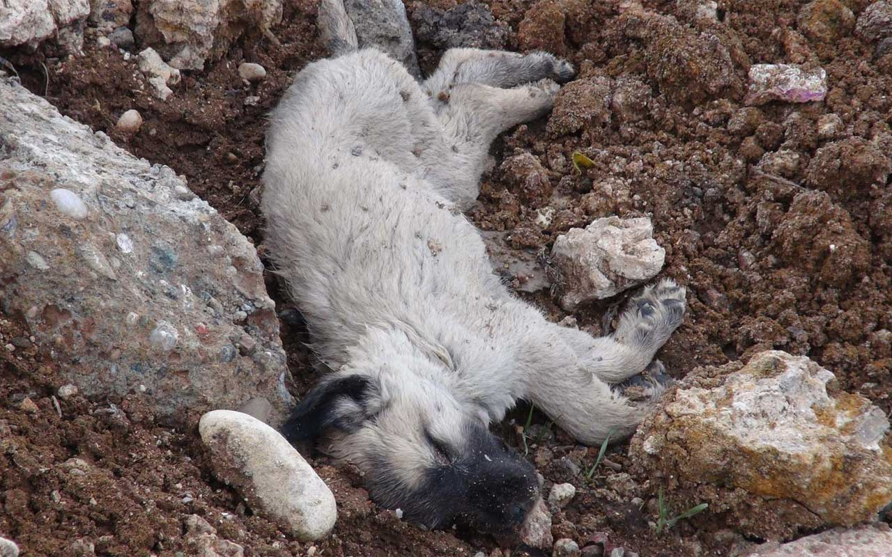Konya'da tüyler ürperten köpek katliamı