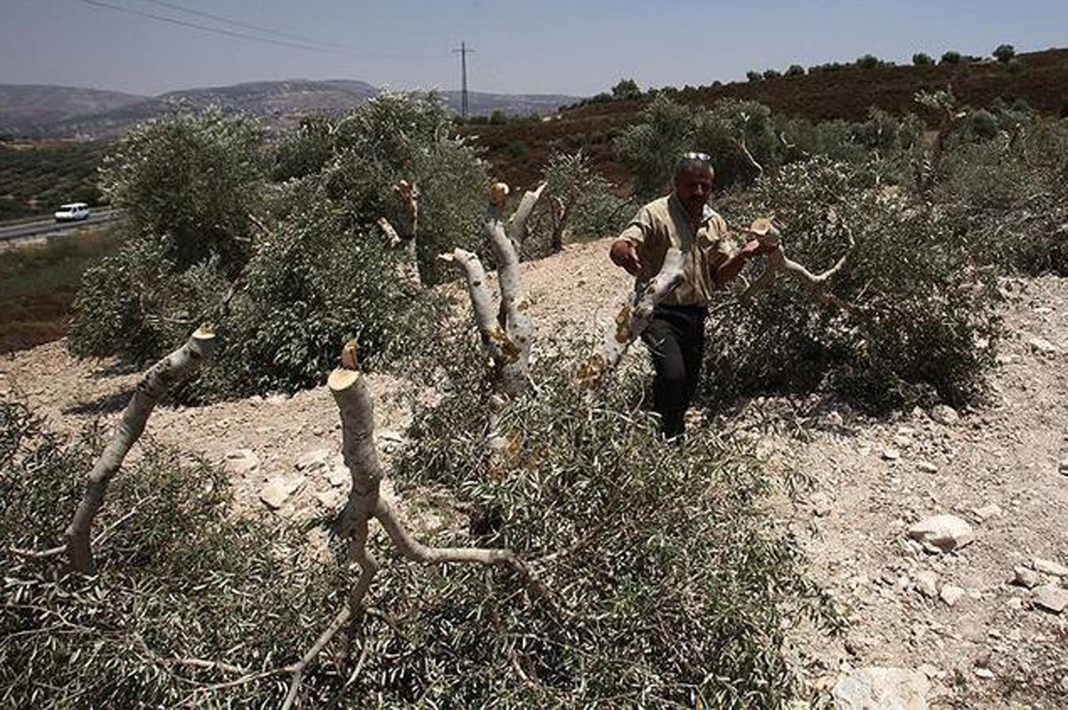 İsrail zeytin ağaçlarına da savaş açtı yüzlerce ağaca kıydılar