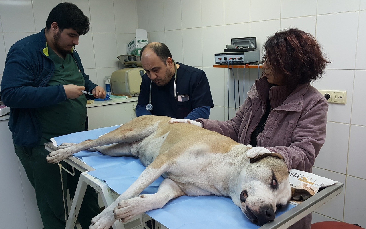 Fatih'te tacize uğrayan köpek koruma altında