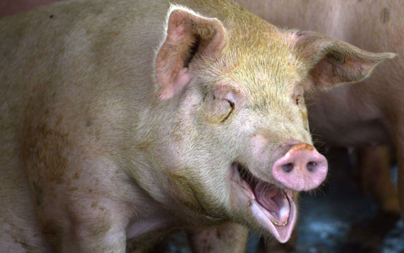 Rusya'da vahşet! 56 yaşındaki kadın beslediği domuzlara yem oldu