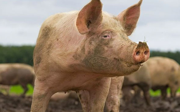 Rusya'da vahşet! 56 yaşındaki kadın beslediği domuzlara yem oldu