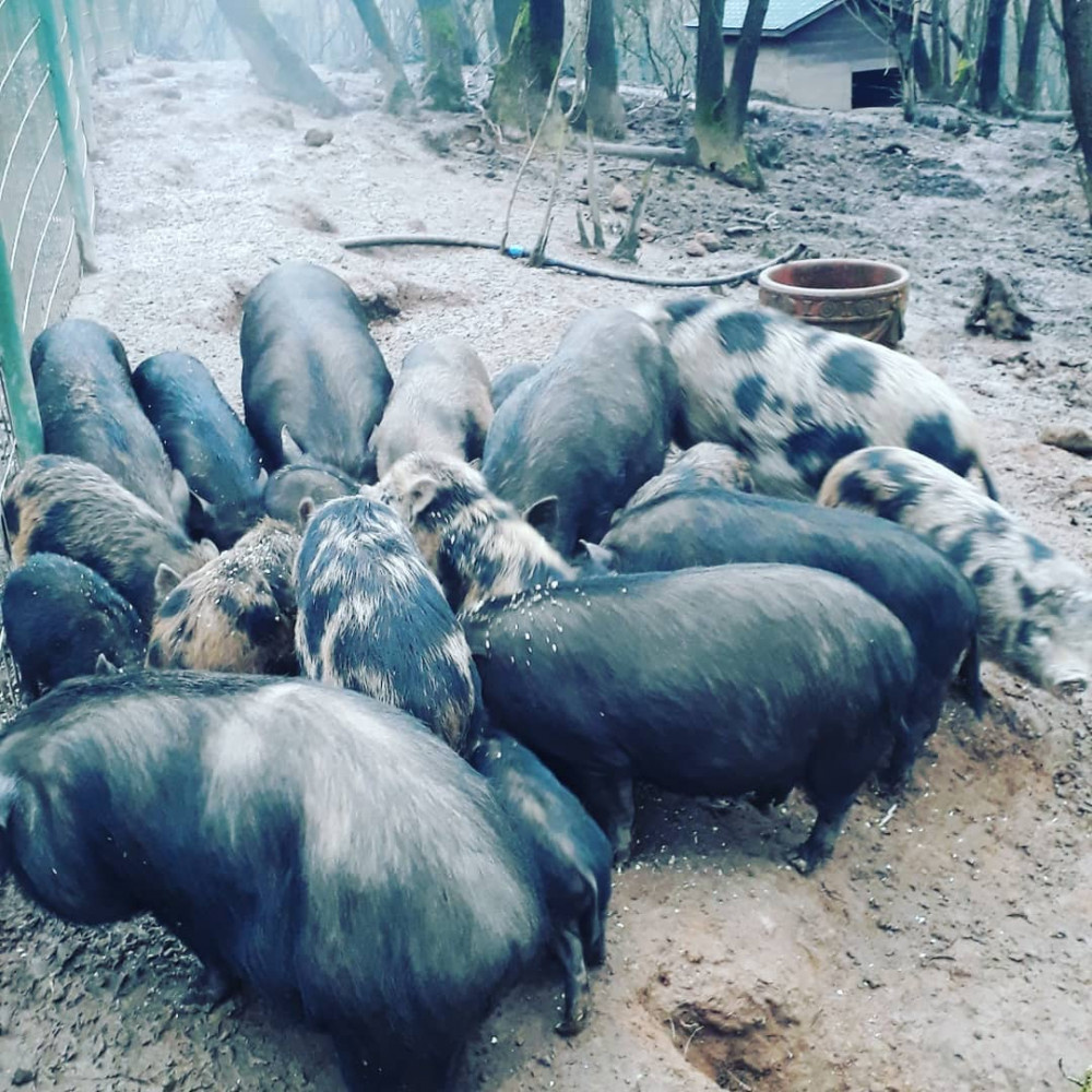 56 yaşındaki kadını 'beslediği domuzlar yedi'