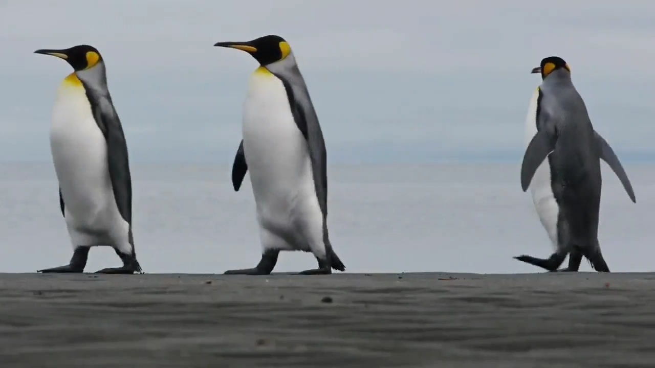 Saadet Partisi'nin 'Penguenli' reklamı olay oldu 