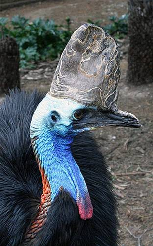 Dünyanın en tehlikeli kuşu: Cassowary