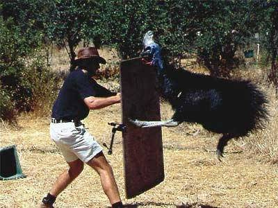 Dünyanın en tehlikeli kuşu: Cassowary