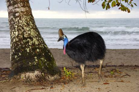 Dünyanın en tehlikeli kuşu: Cassowary