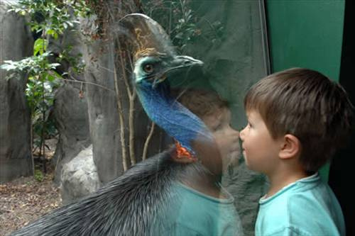 Dünyanın en tehlikeli kuşu: Cassowary