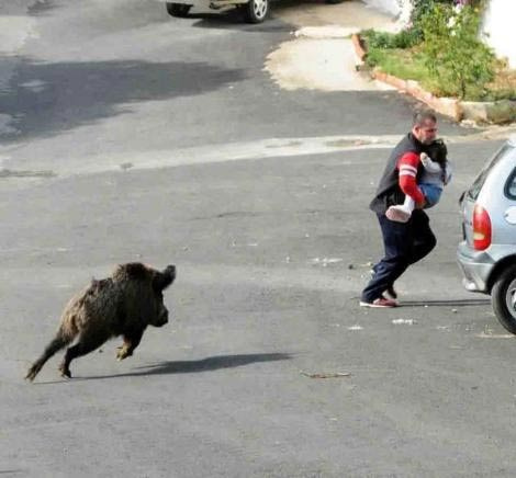 Domuz önüne gelene saldırdı