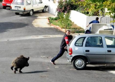 Domuz önüne gelene saldırdı