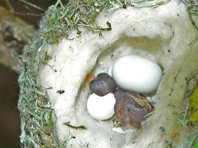 Kuş yumurtadan böyle çıkıyor!